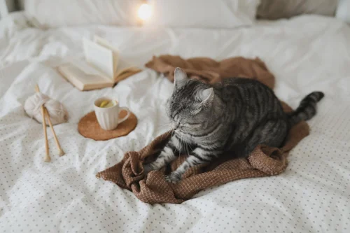 Приучение кошки к совместному сну