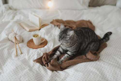 Приучение кошки к совместному сну